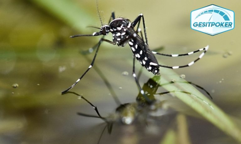 4 Tips Mencegah Rumah  Menjadi Sarang Nyamuk BeritaGesit